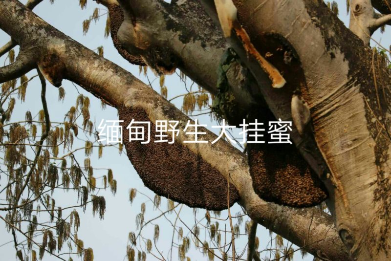 缅甸进口野生大挂蜜小挂蜜