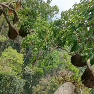 缅甸进口野生大挂蜜小挂蜜