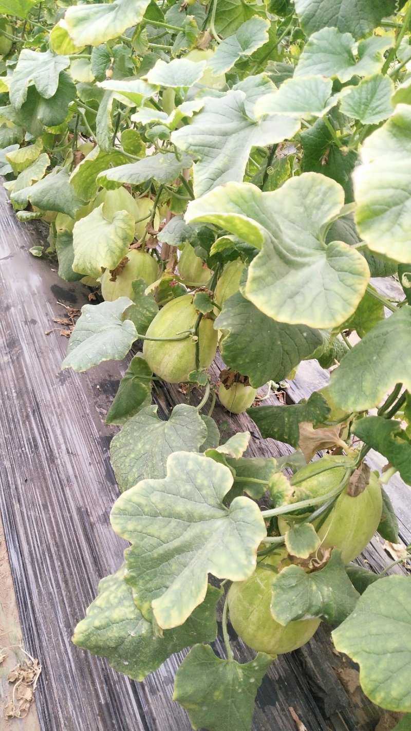 香瓜