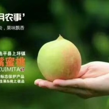 广东省河源市连平县上坪供销社鹰嘴蜜桃果园直供