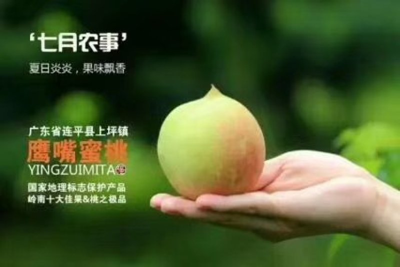 广东省河源市连平县上坪供销社鹰嘴蜜桃果园直供