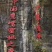 广东省河源市连平县上坪供销社鹰嘴蜜桃果园直供