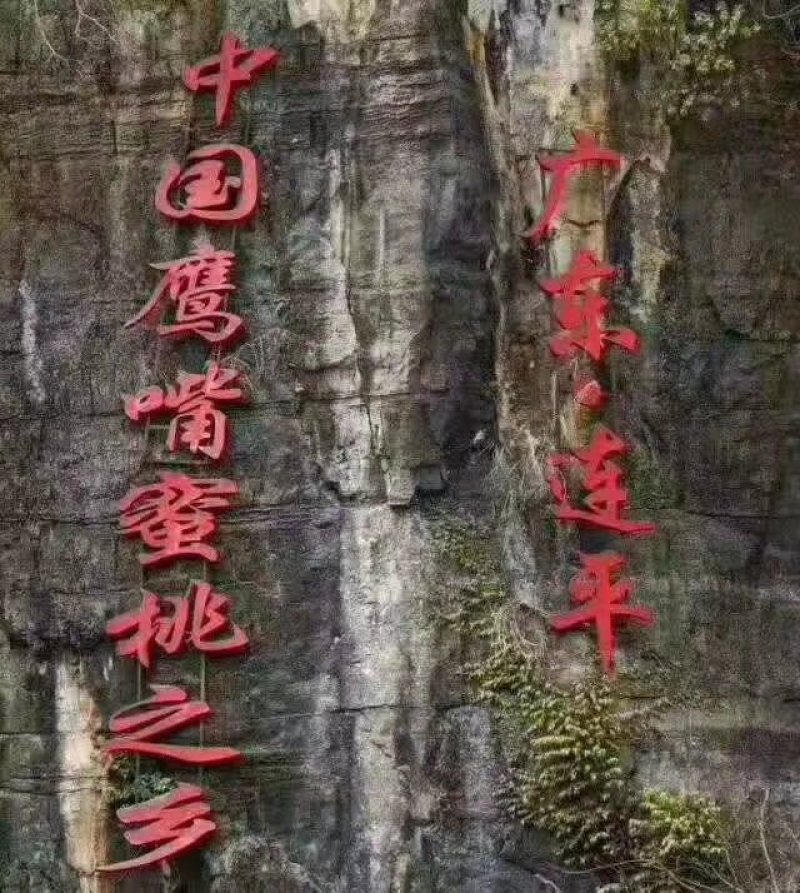 广东省河源市连平县上坪供销社鹰嘴蜜桃果园直供