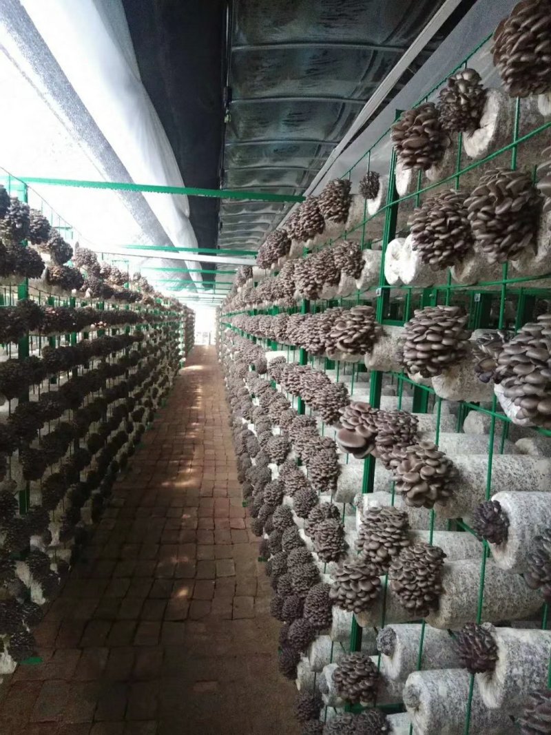 菌包