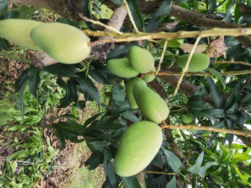 百色芒果大量供应亻