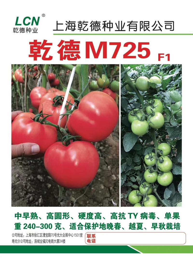 乾德M725越夏硬粉西红柿耐热抗病抗病毒