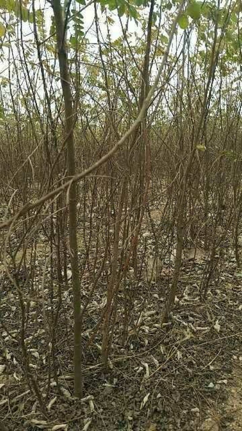 刺槐苗，杨槐树苗，香花槐，保证品种保证质量