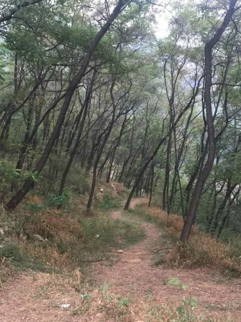 刺槐苗，杨槐树苗，香花槐，保证品种保证质量