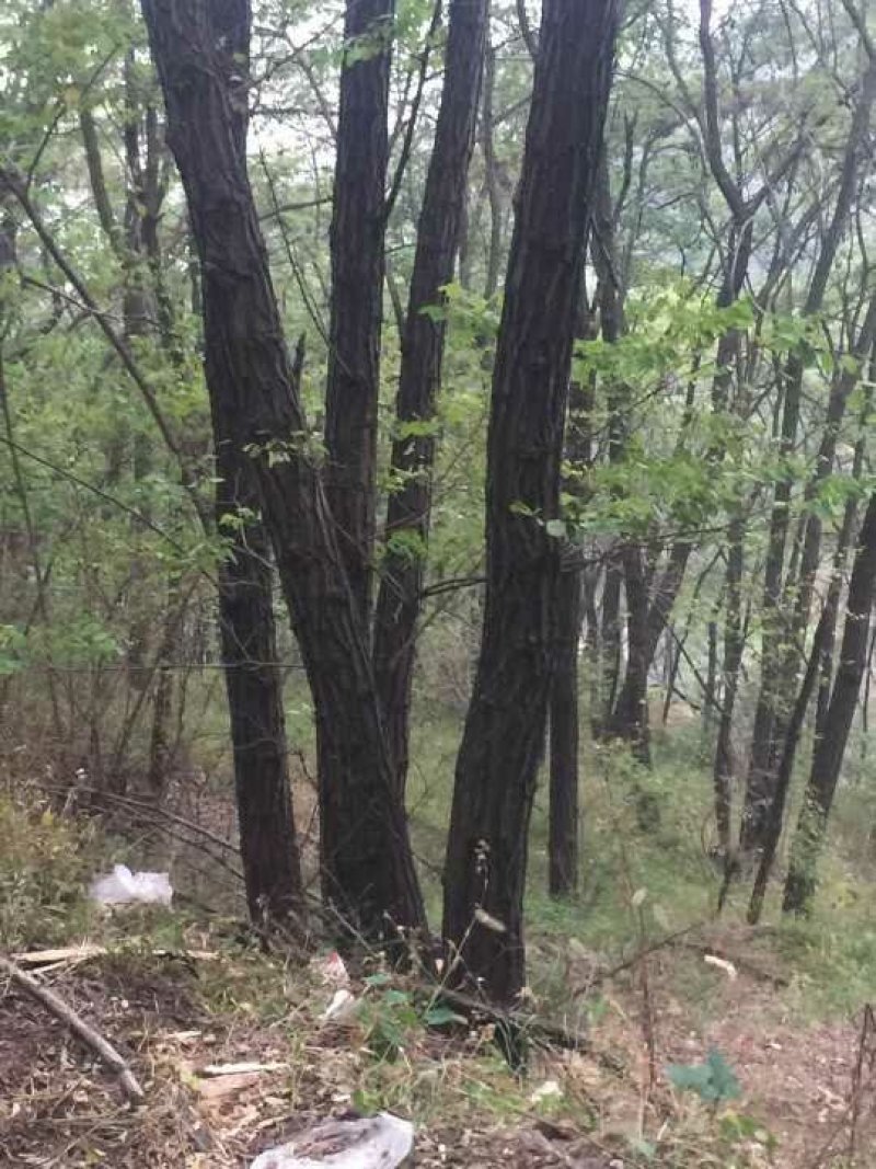刺槐苗，杨槐树苗，香花槐，保证品种保证质量