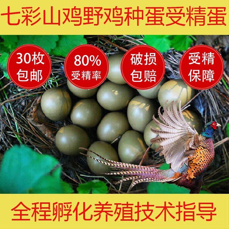 野鸡蛋野鸡种蛋，孵化专用，受精率达百分之九十五。