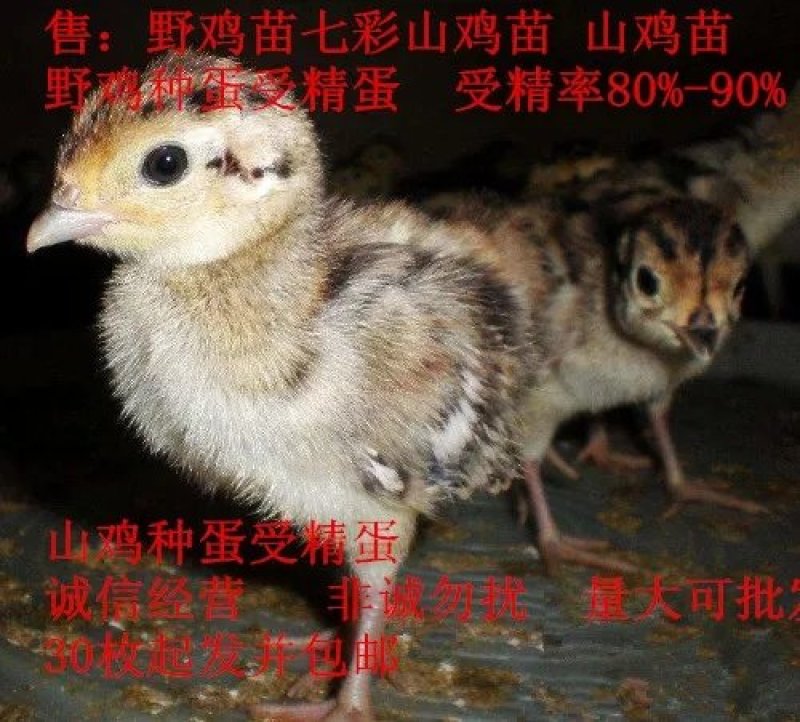 野鸡蛋野鸡种蛋，孵化专用，受精率达百分之九十五。