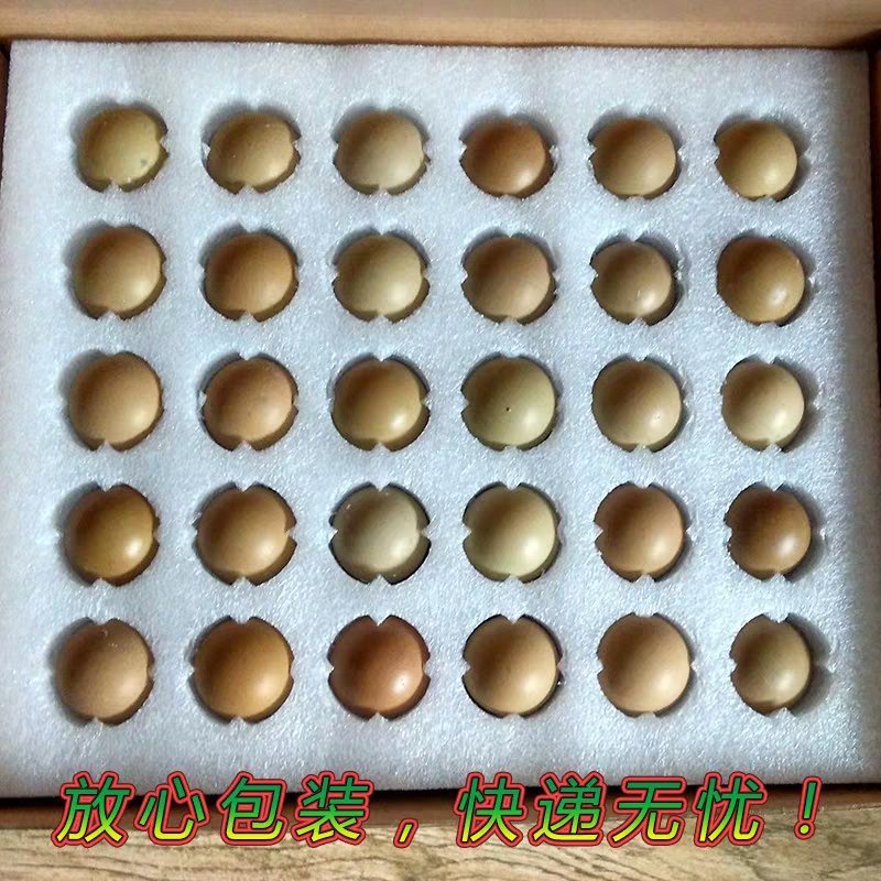 野鸡蛋野鸡种蛋，孵化专用，受精率达百分之九十五。