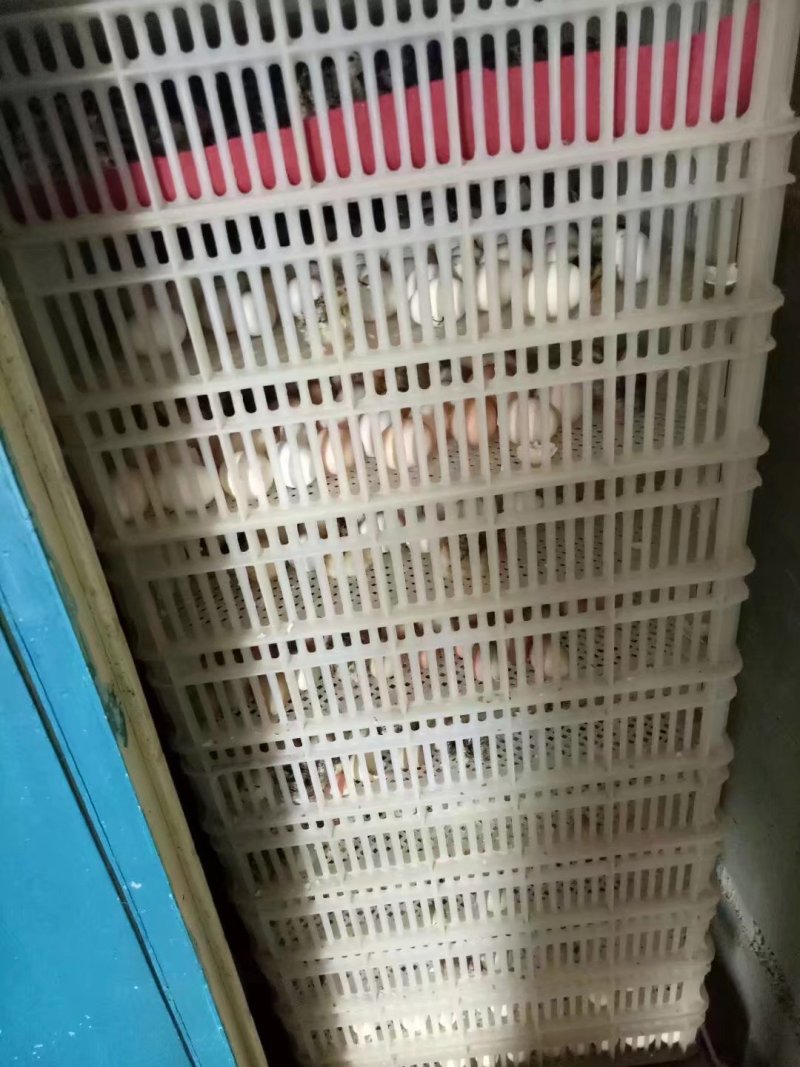 野鸡蛋野鸡种蛋，孵化专用，受精率达百分之九十五。
