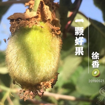 徐香猕猴桃