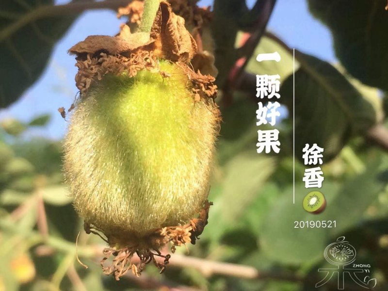 海沃德猕猴桃