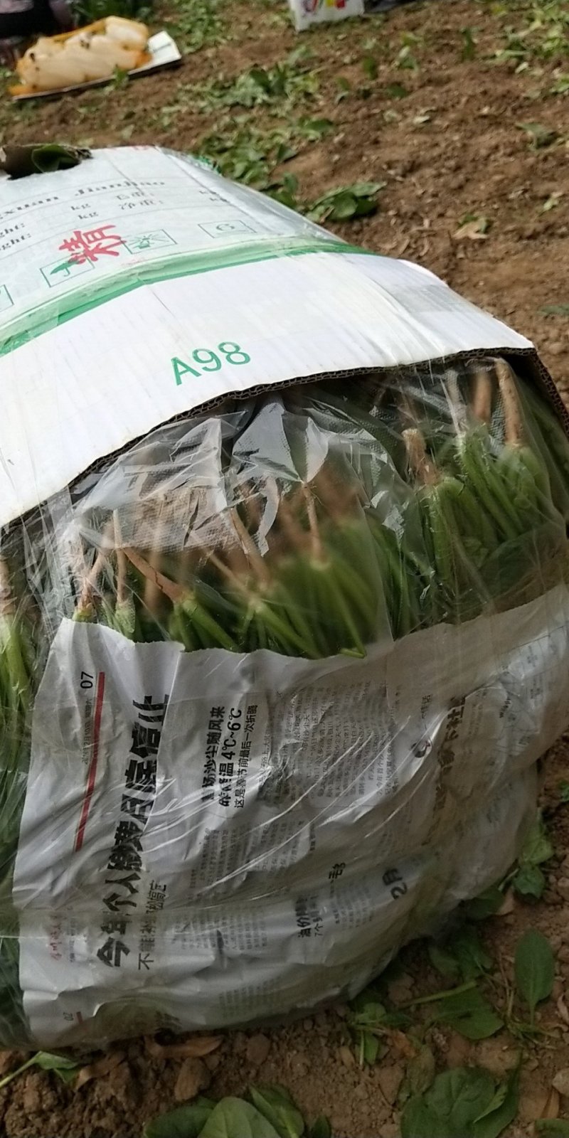 菠菜
