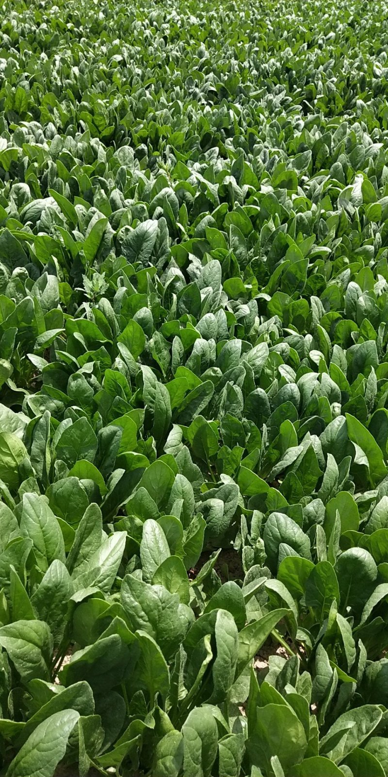 菠菜