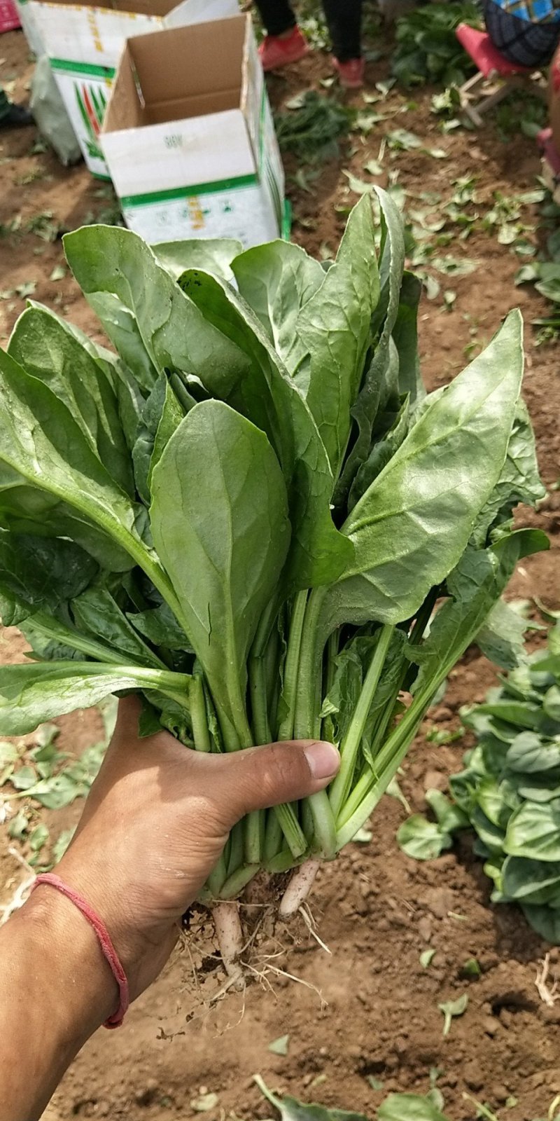 菠菜
