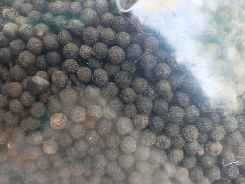 包邮荜澄茄一公斤起卖量大从优