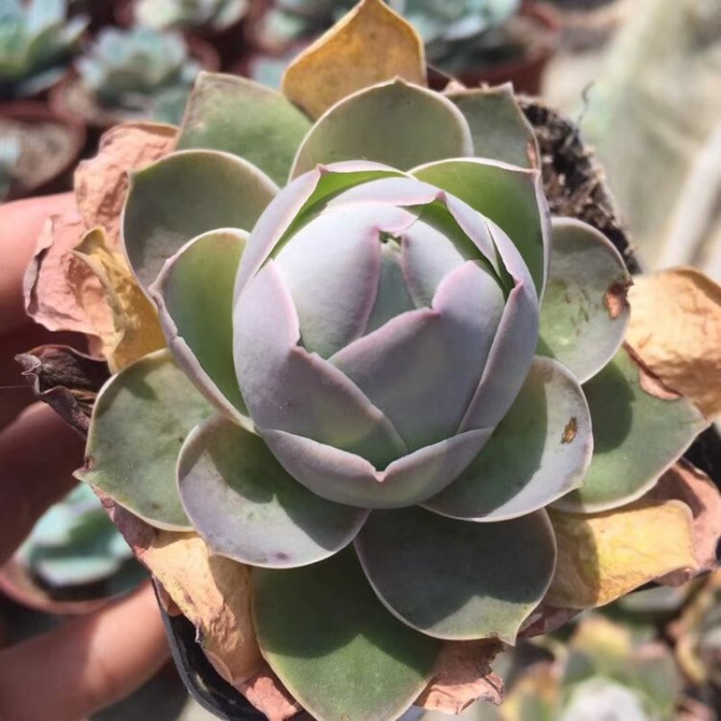 多肉植物