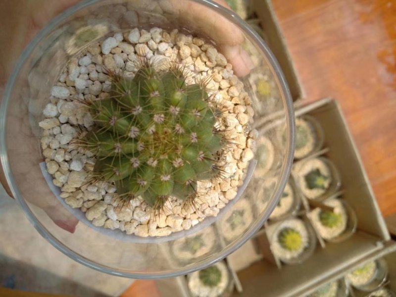 多肉植物
