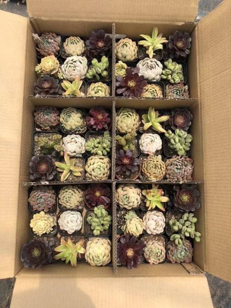 多肉植物