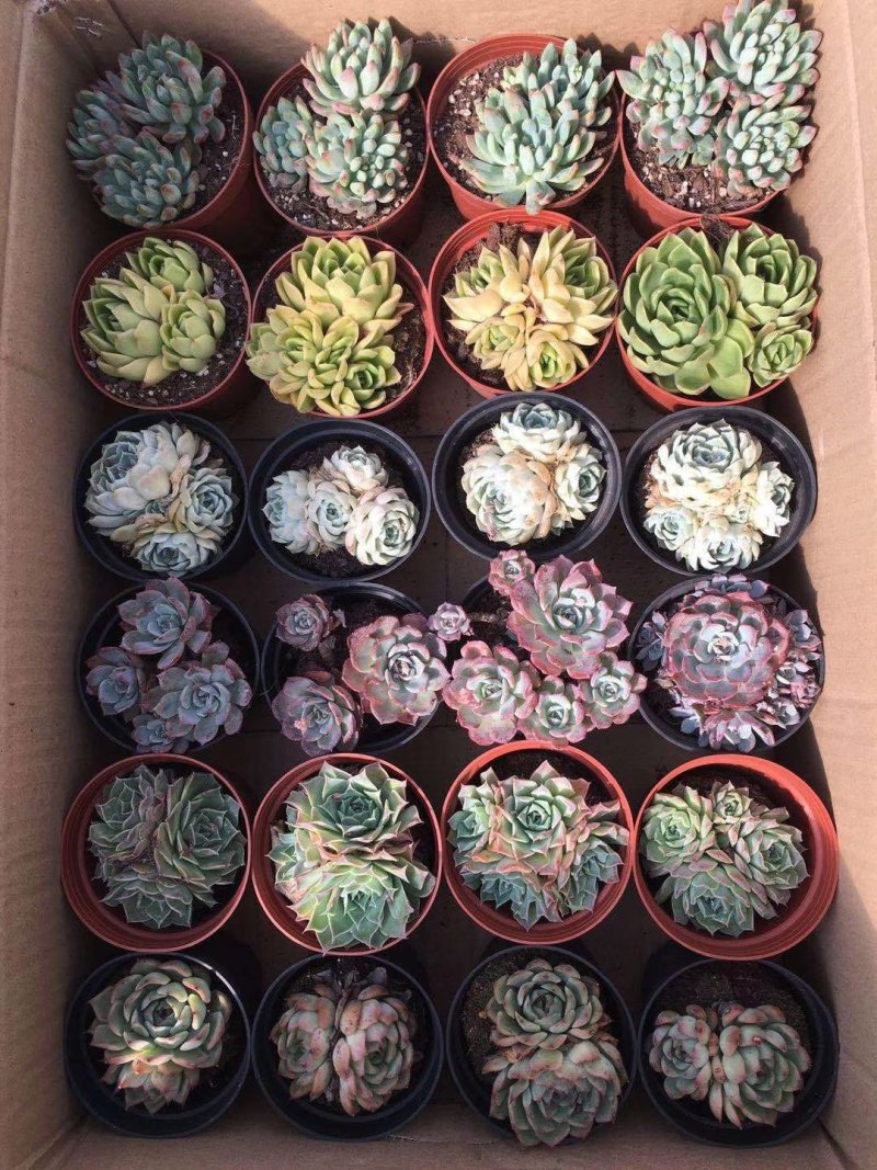 多肉植物
