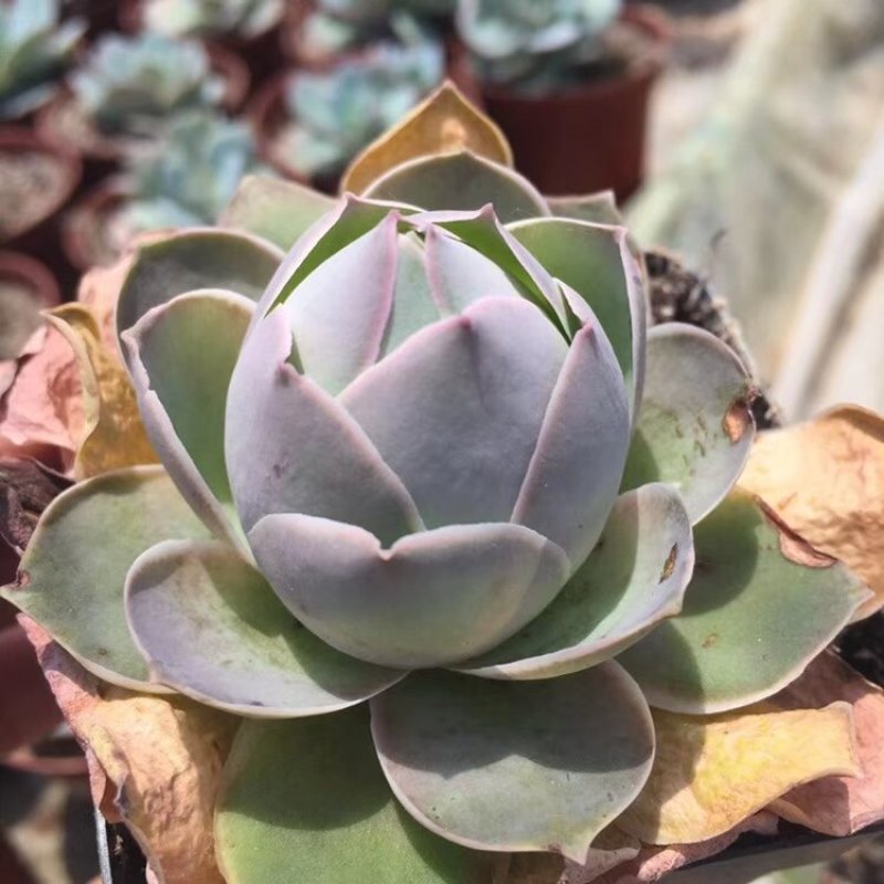 多肉植物