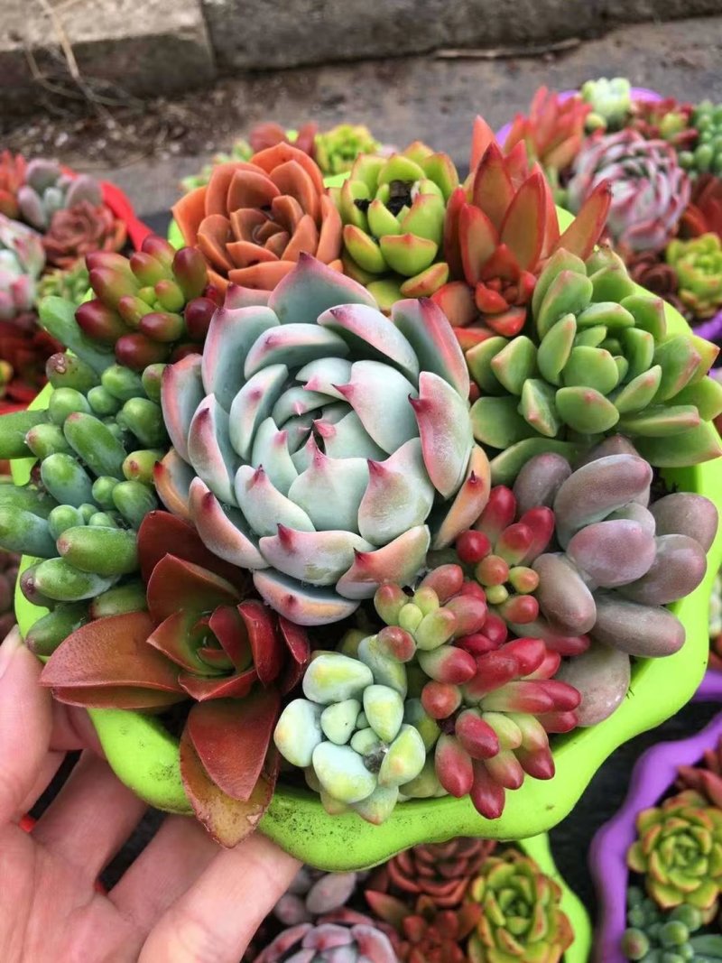 多肉植物