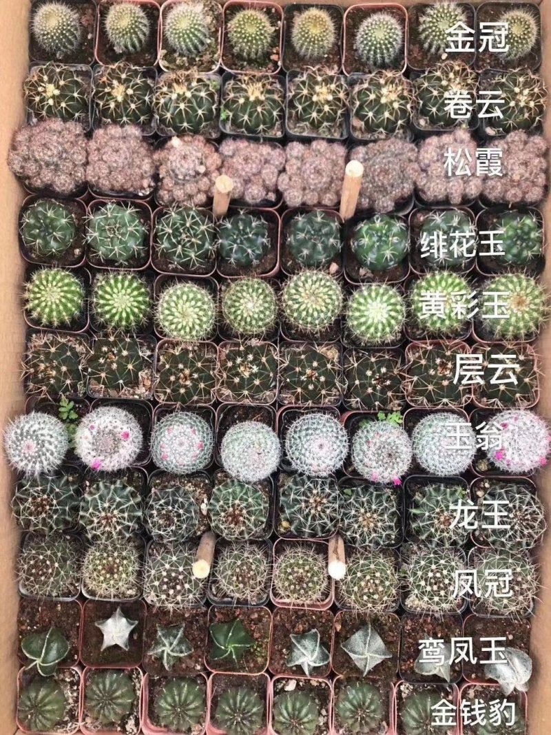 多肉植物