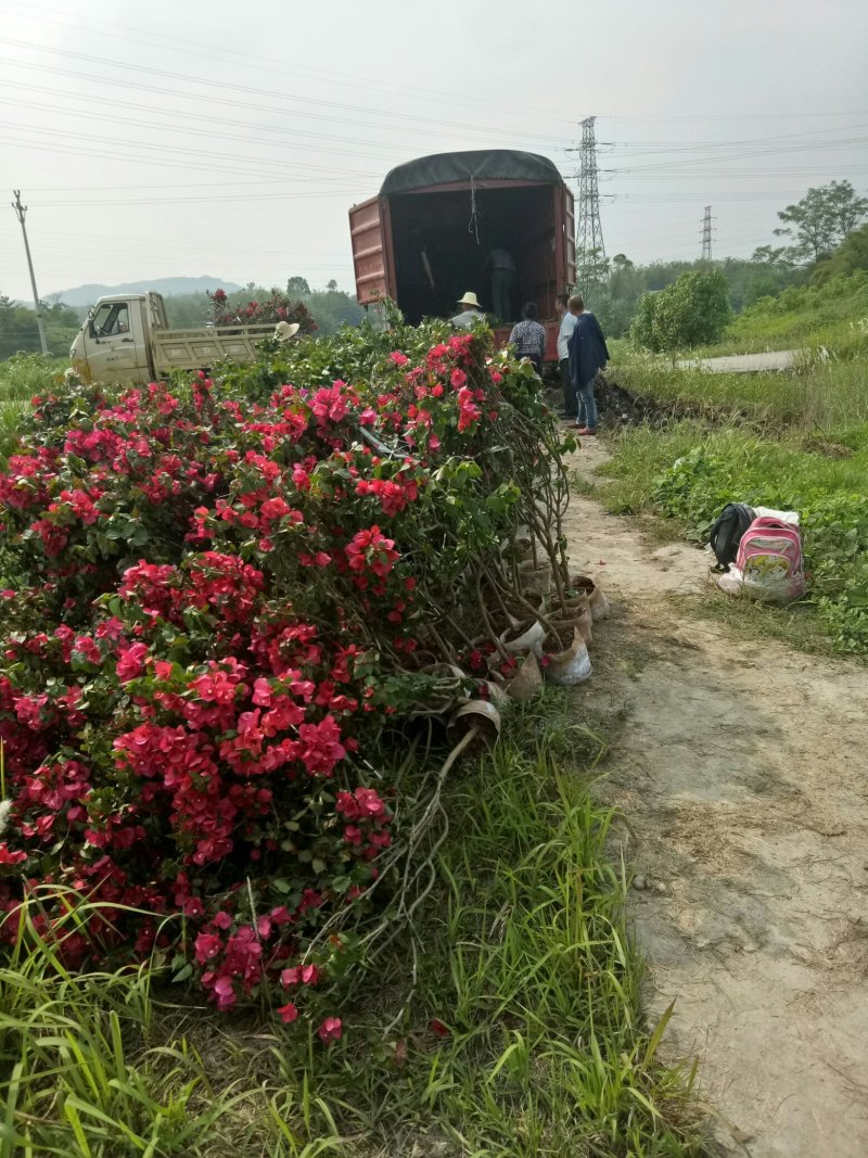 中国红三角梅地苗杯苗规格齐全对接市政园林工程绿化