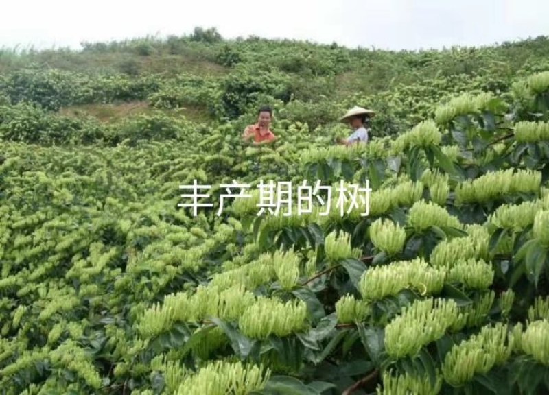 湘蕾金银花苗