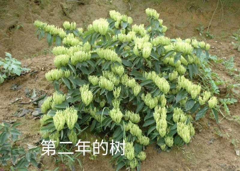 湘蕾金银花苗