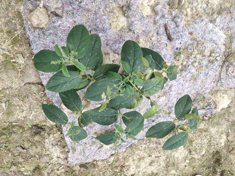 湘蕾金银花苗