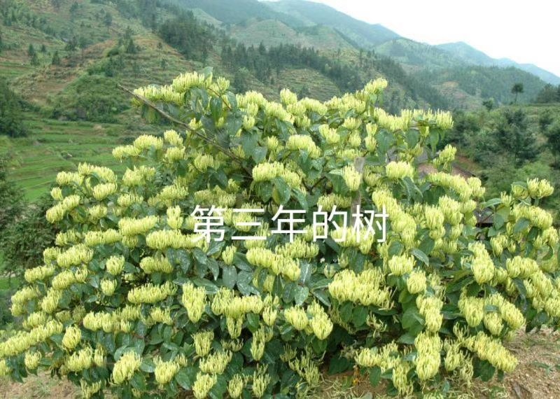 湘蕾金银花苗