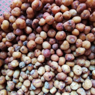 地下明珠:茅膏菜、陈伤子、一粒金丹、