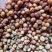 地下明珠:茅膏菜、陈伤子、一粒金丹、