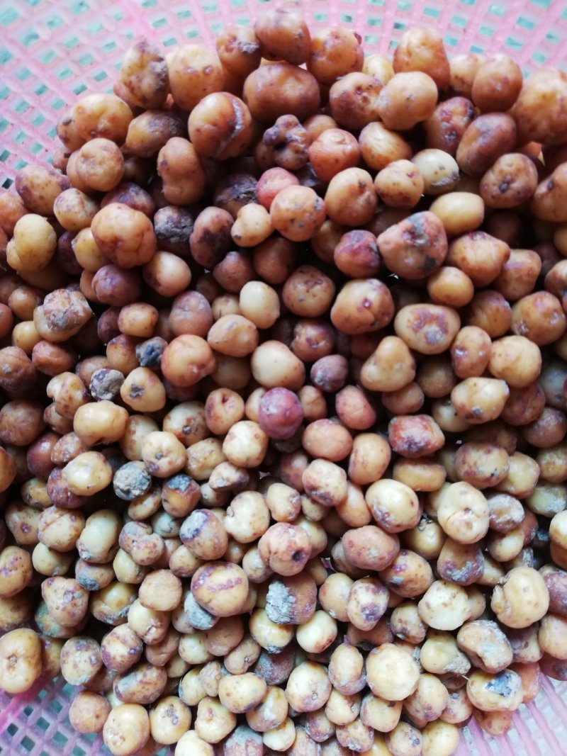 地下明珠：茅膏菜、陈伤子、一粒金丹、