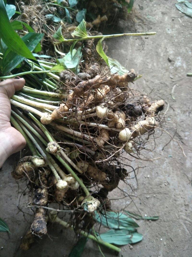 大量多花倒苗甜味姜型黄精苗子，多花倒苗姜型黄精