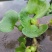 水葫芦水生植物基地直销物美价廉