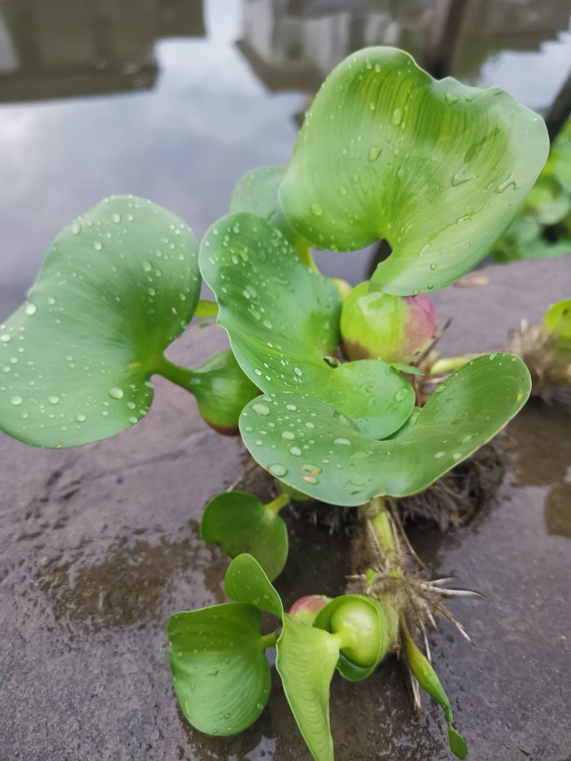水葫芦水生植物基地直销物美价廉