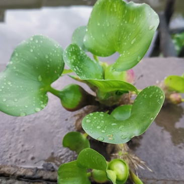 水葫芦水生植物基地直销物美价廉