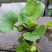 水葫芦水生植物基地直销物美价廉