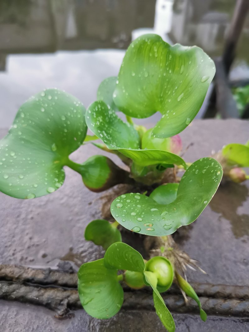 水葫芦水生植物基地直销物美价廉