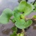 水葫芦水生植物基地直销物美价廉