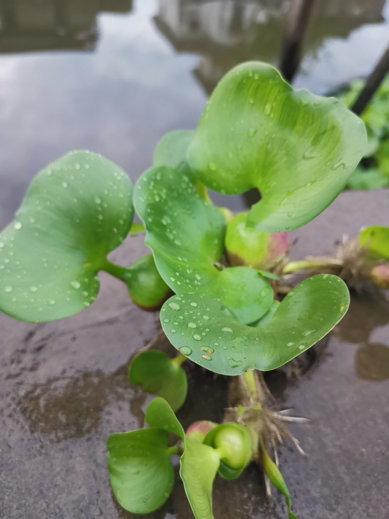 水葫芦水生植物基地直销物美价廉