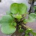 水葫芦水生植物基地直销物美价廉