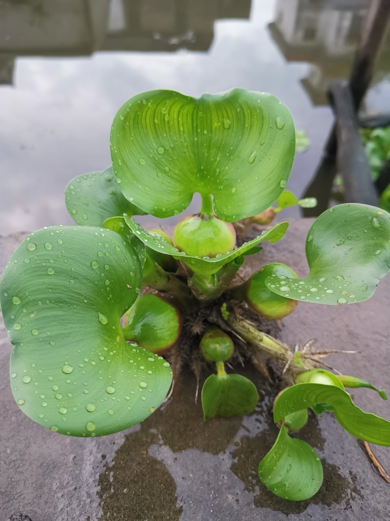 水葫芦水生植物基地直销物美价廉