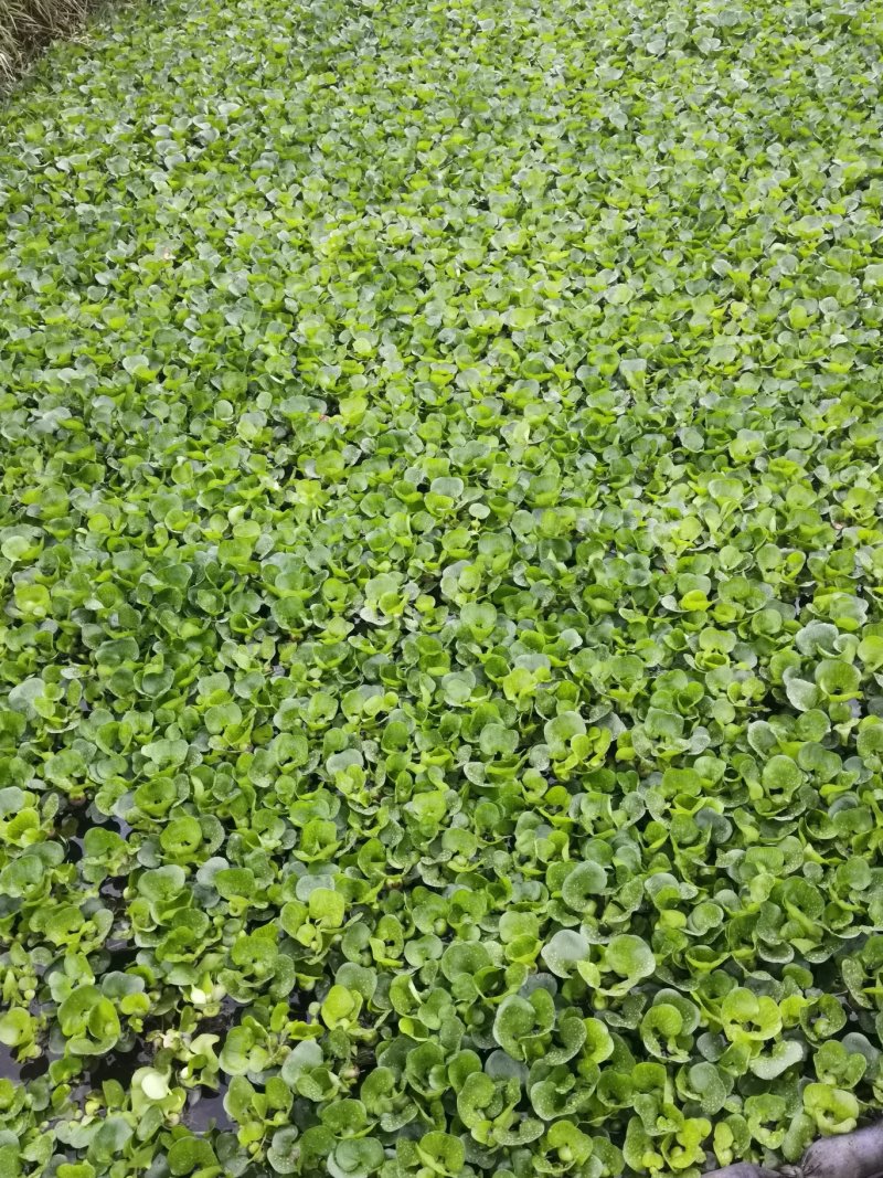 水葫芦水生植物基地直销物美价廉