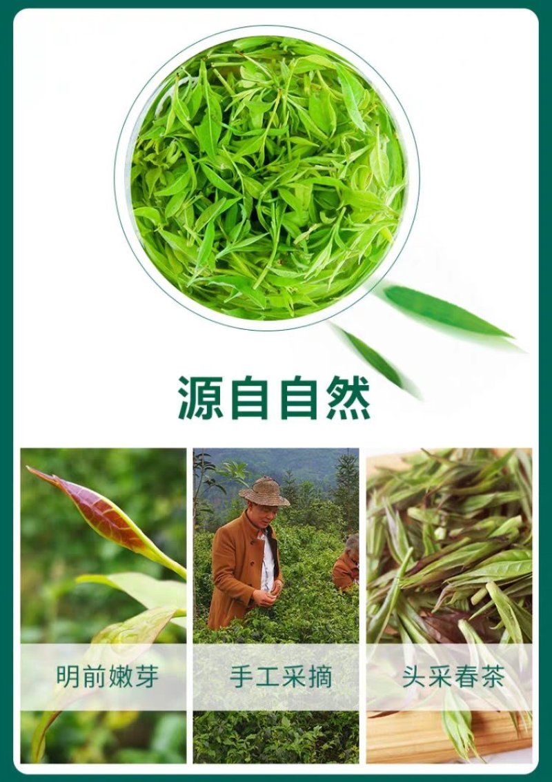 小叶苦丁茶直销一手货源